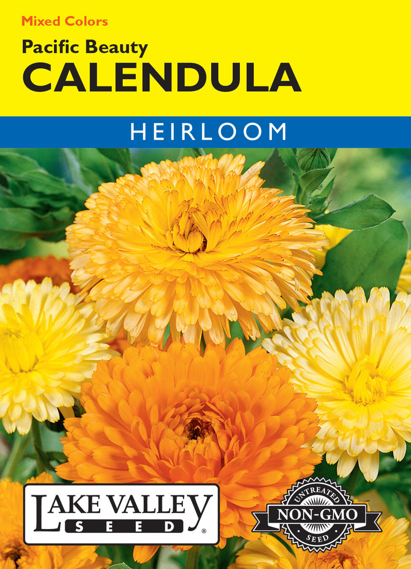 Calendula