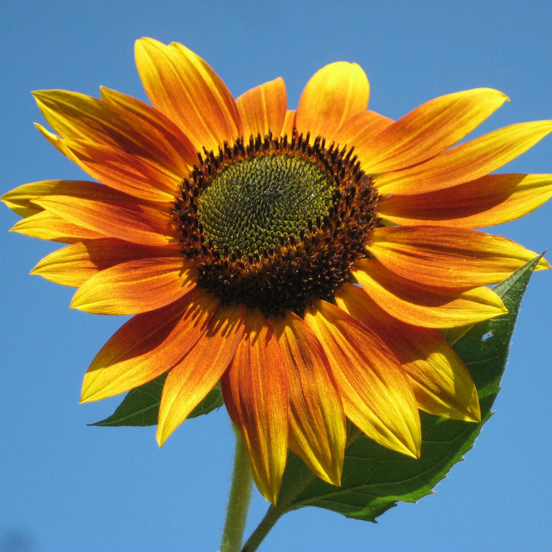 Organic Flowers