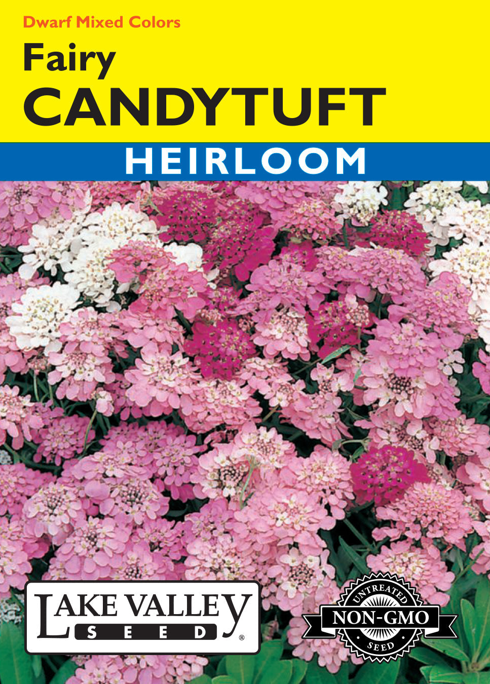 Candytuft