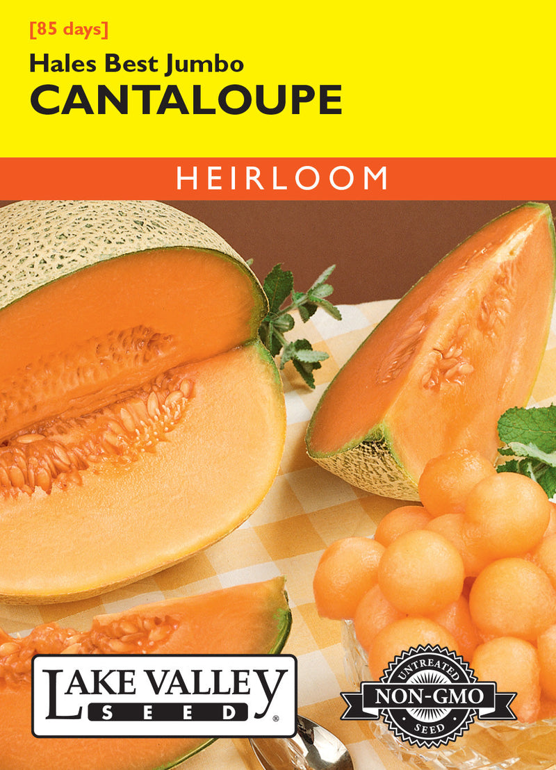Cantaloupe