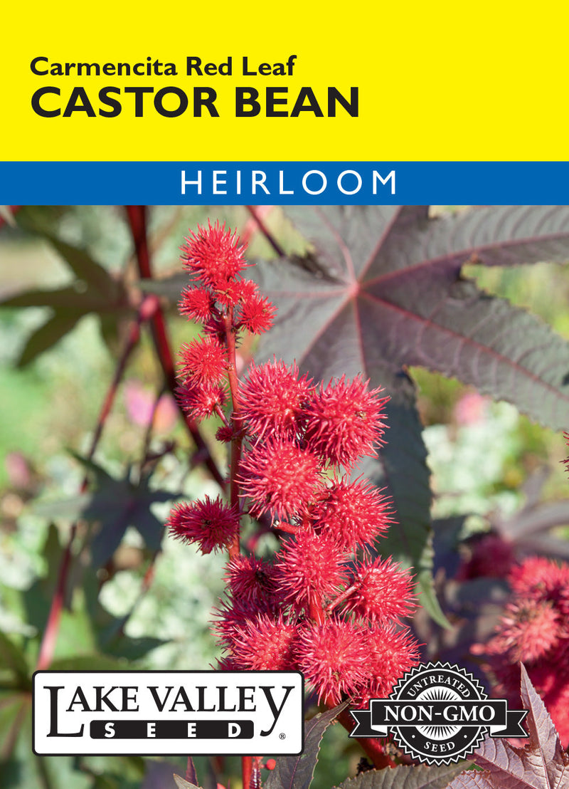 Castor Bean