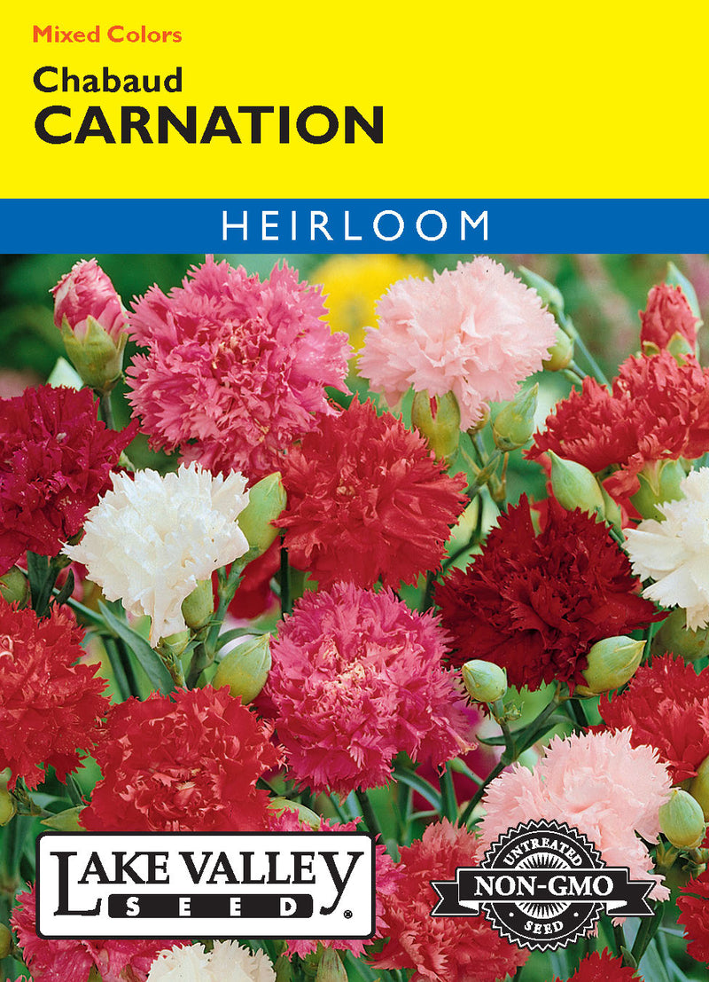 Carnation