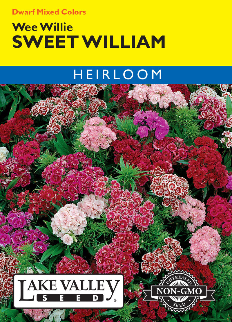 Sweet William