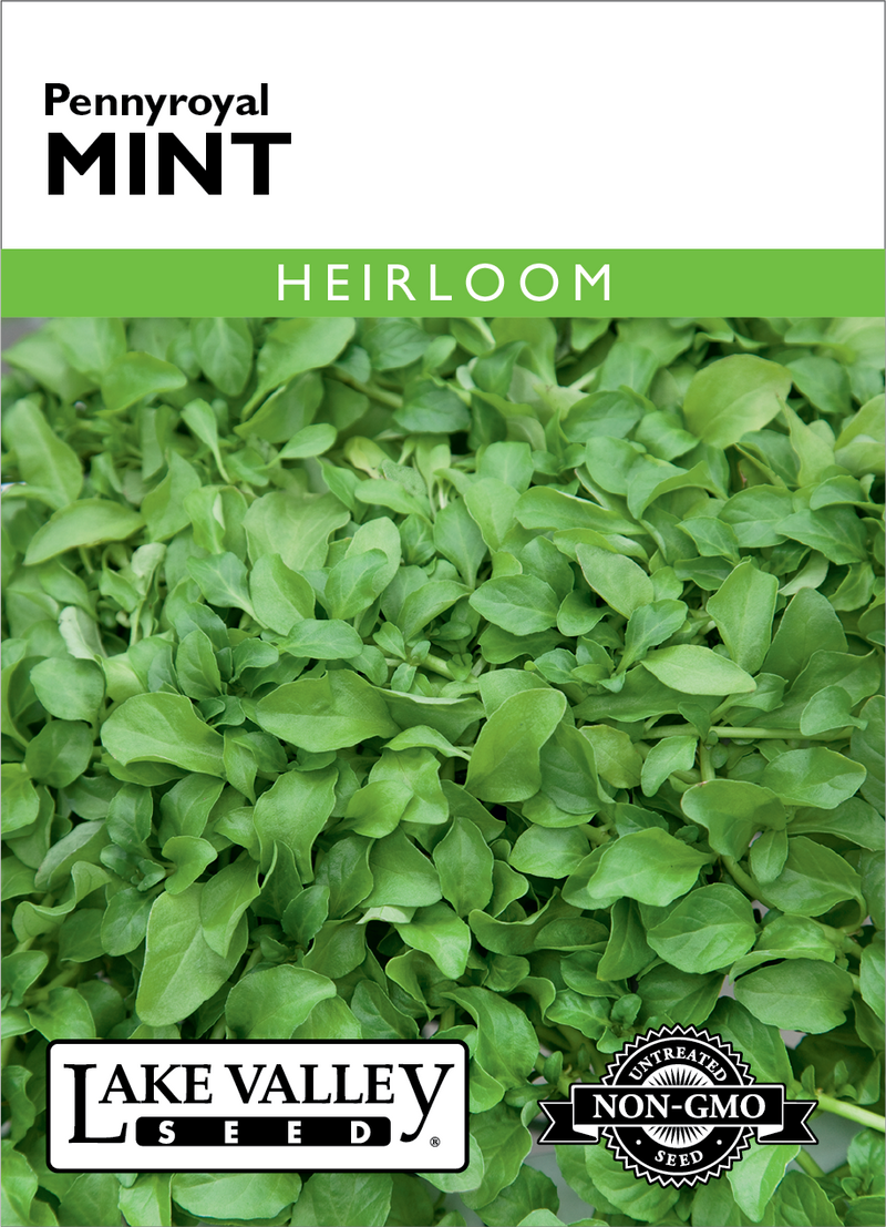 Pennyroyal