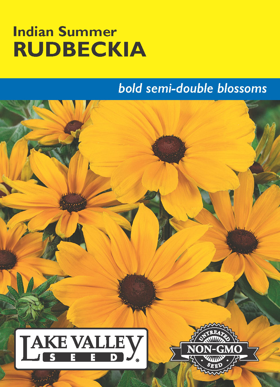 Rudbeckia