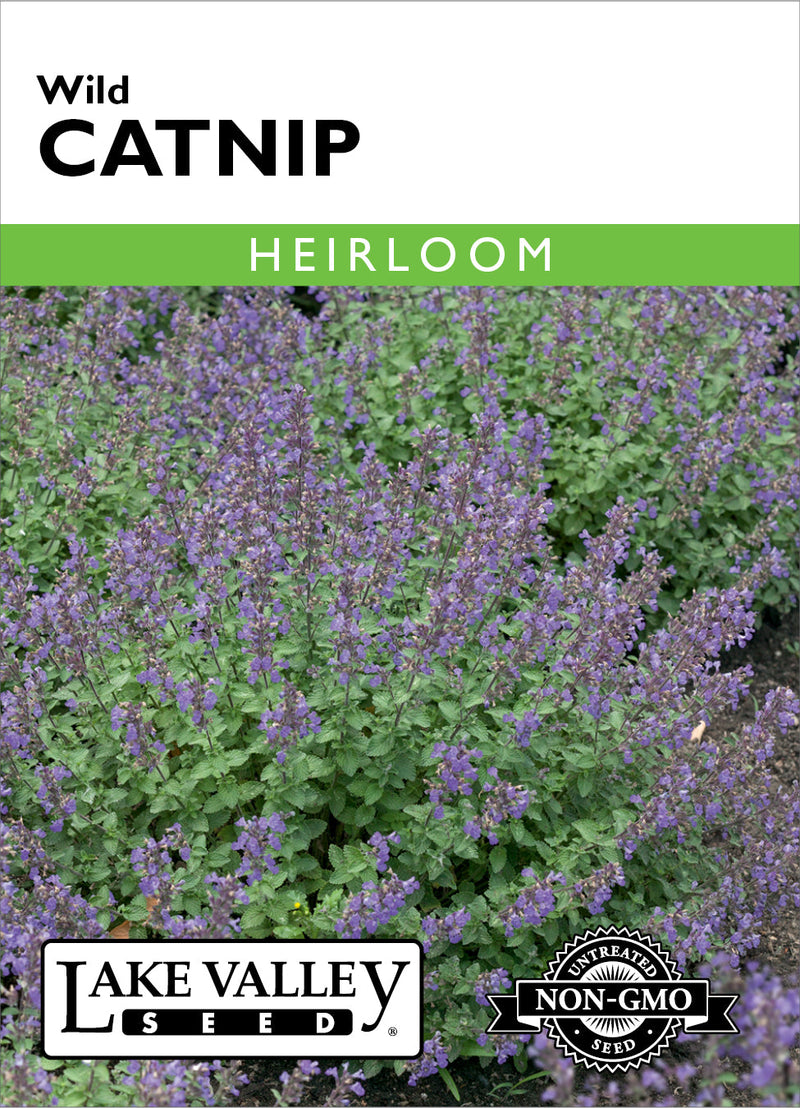 Catnip
