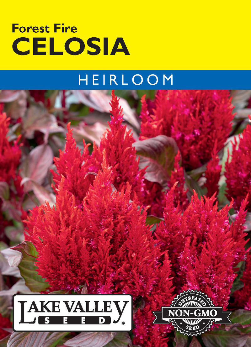 Celosia