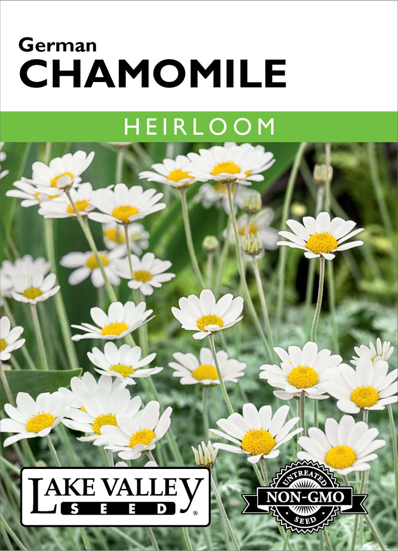 Chamomile