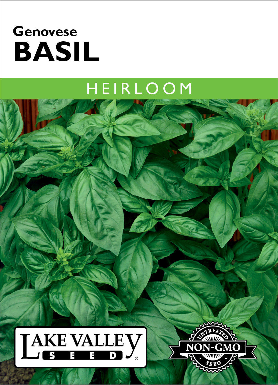 Basil
