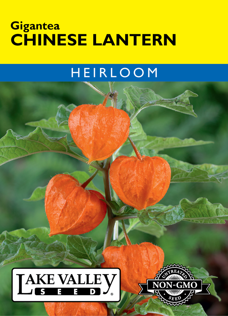 Chinese Lantern