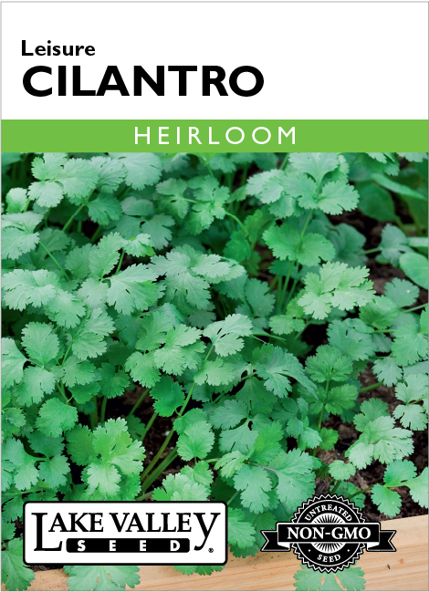 Cilantro