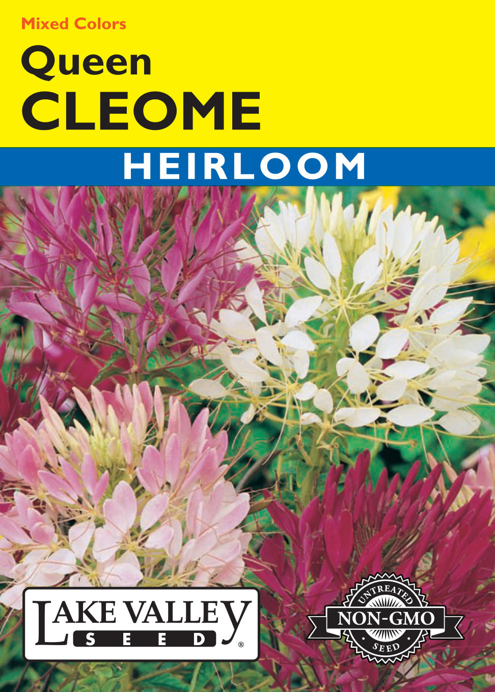 Cleome