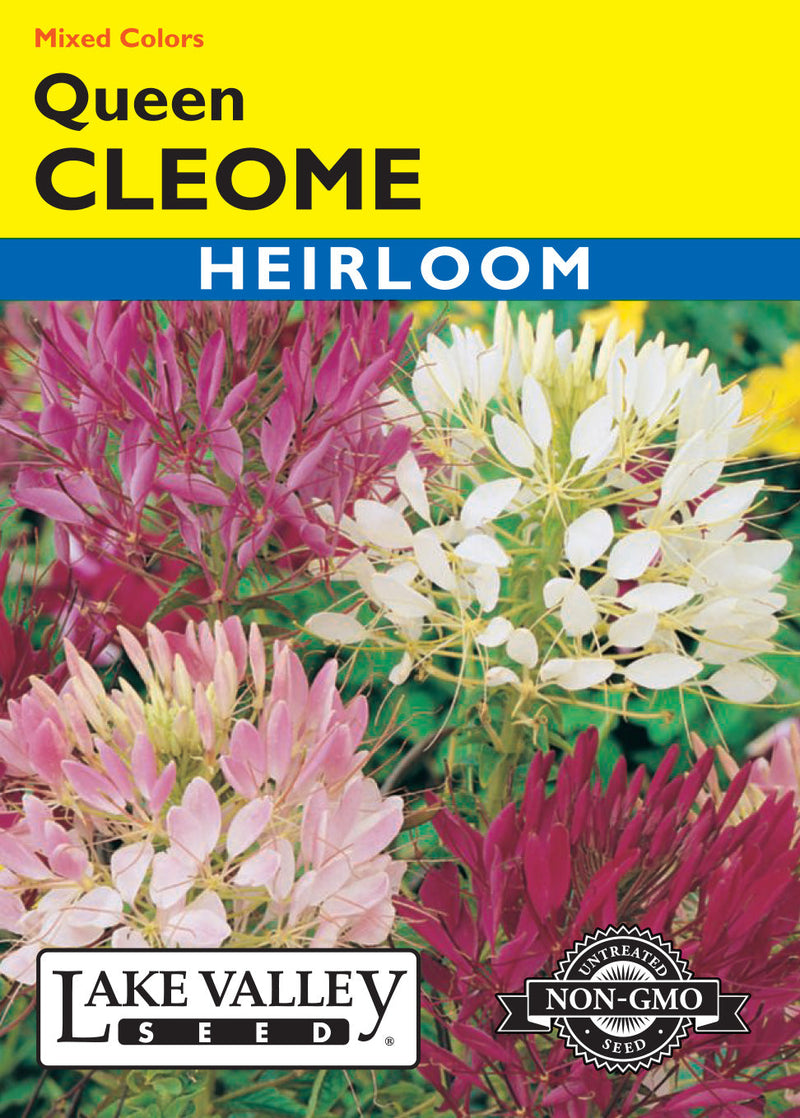 Cleome