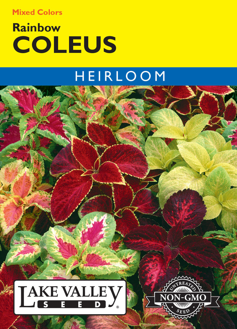Coleus
