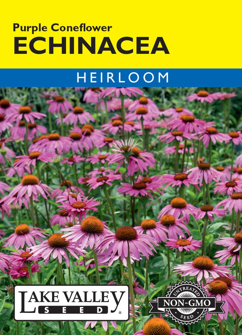 Echinacea