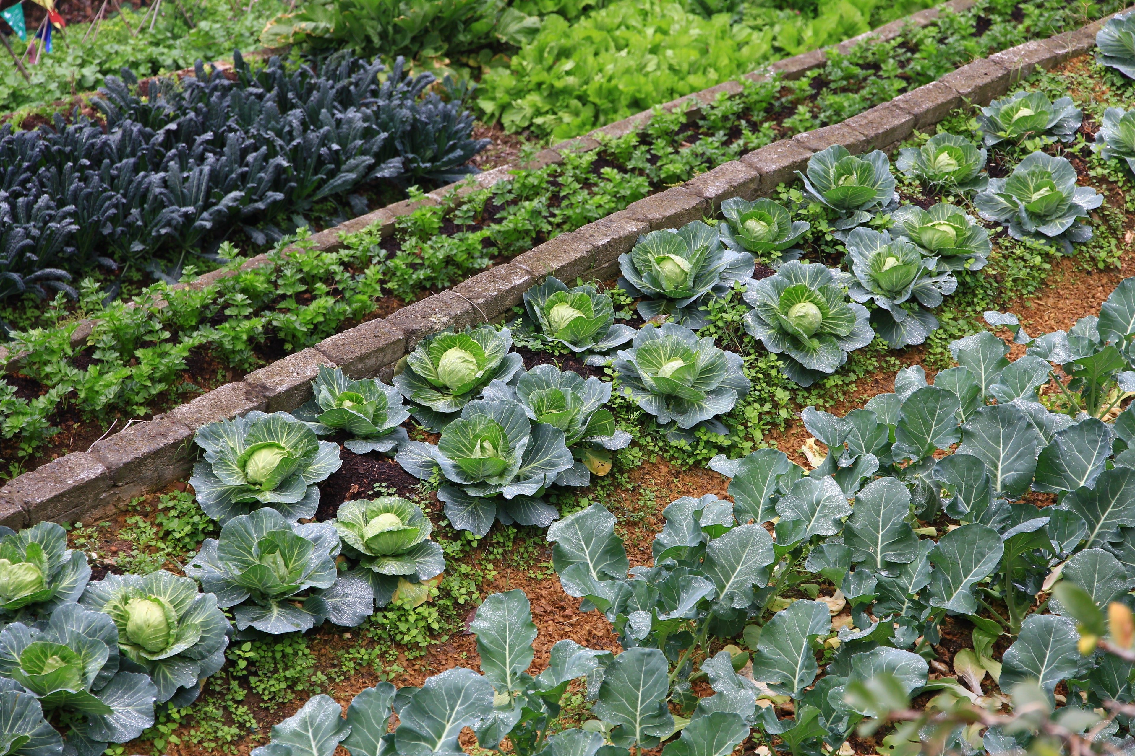 Vegetable Value Packs