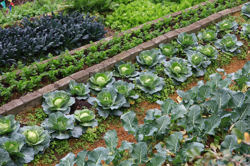 Vegetable Value Packs