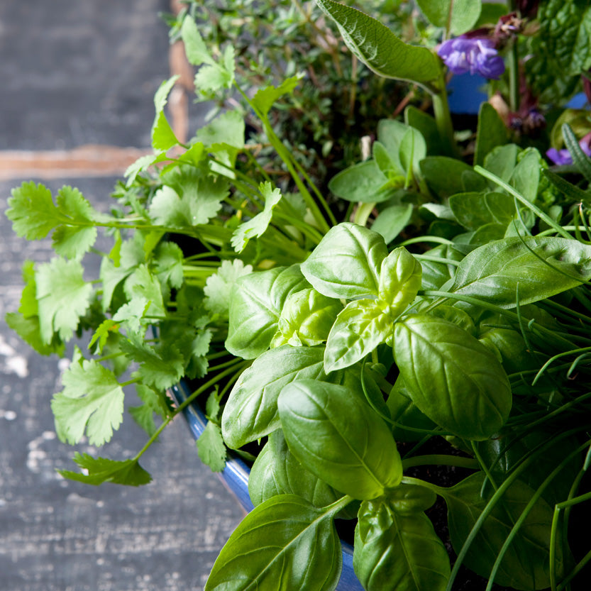 Herbs