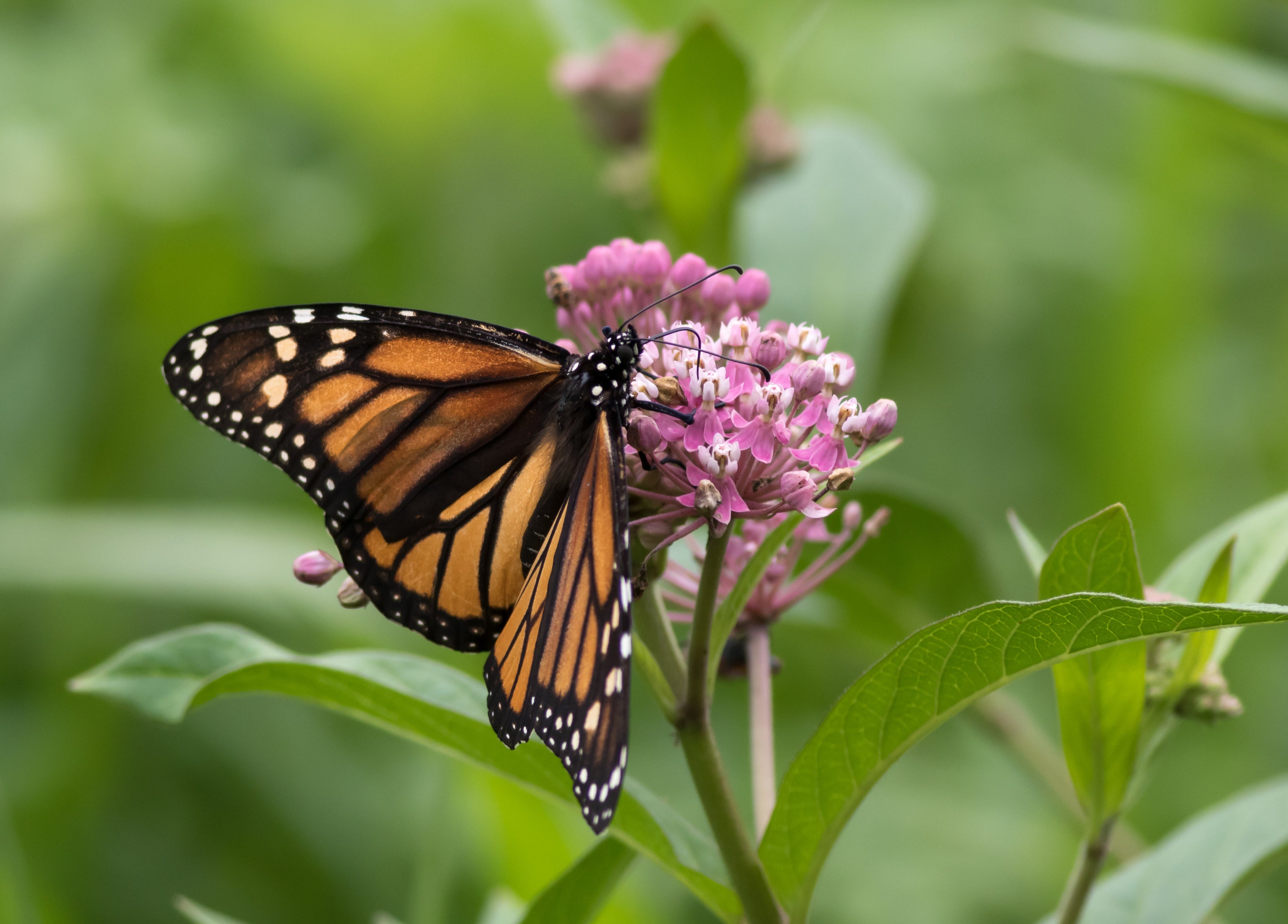 Pollinator Friendly