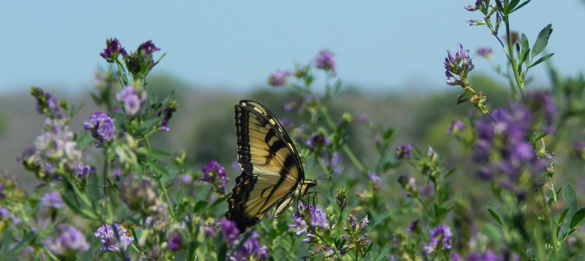 Cover Crops