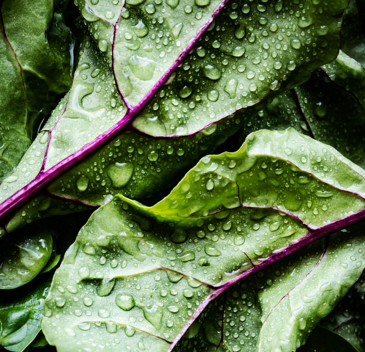 Organic Cool Season Varieties