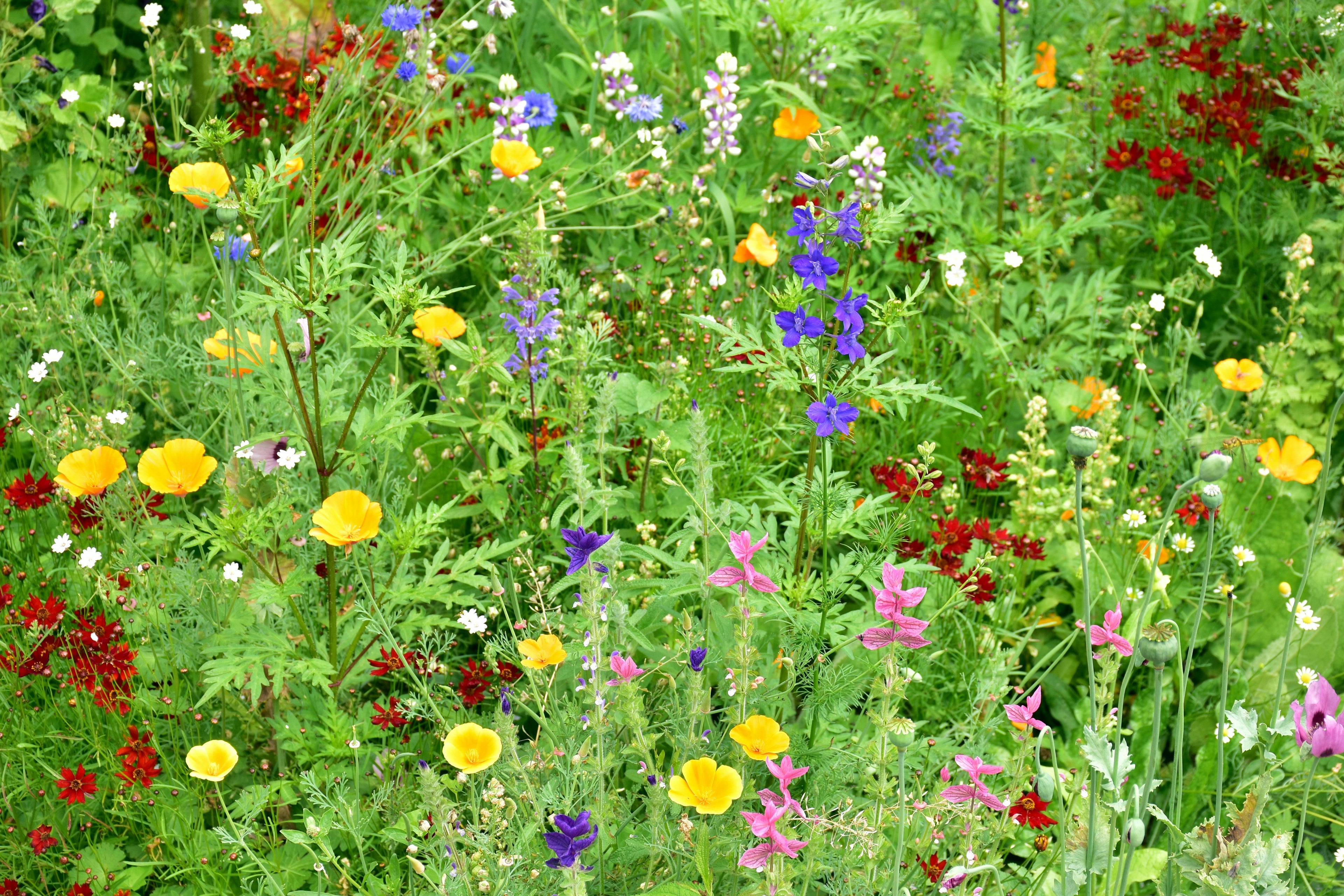 Fire-Resistant Flowers