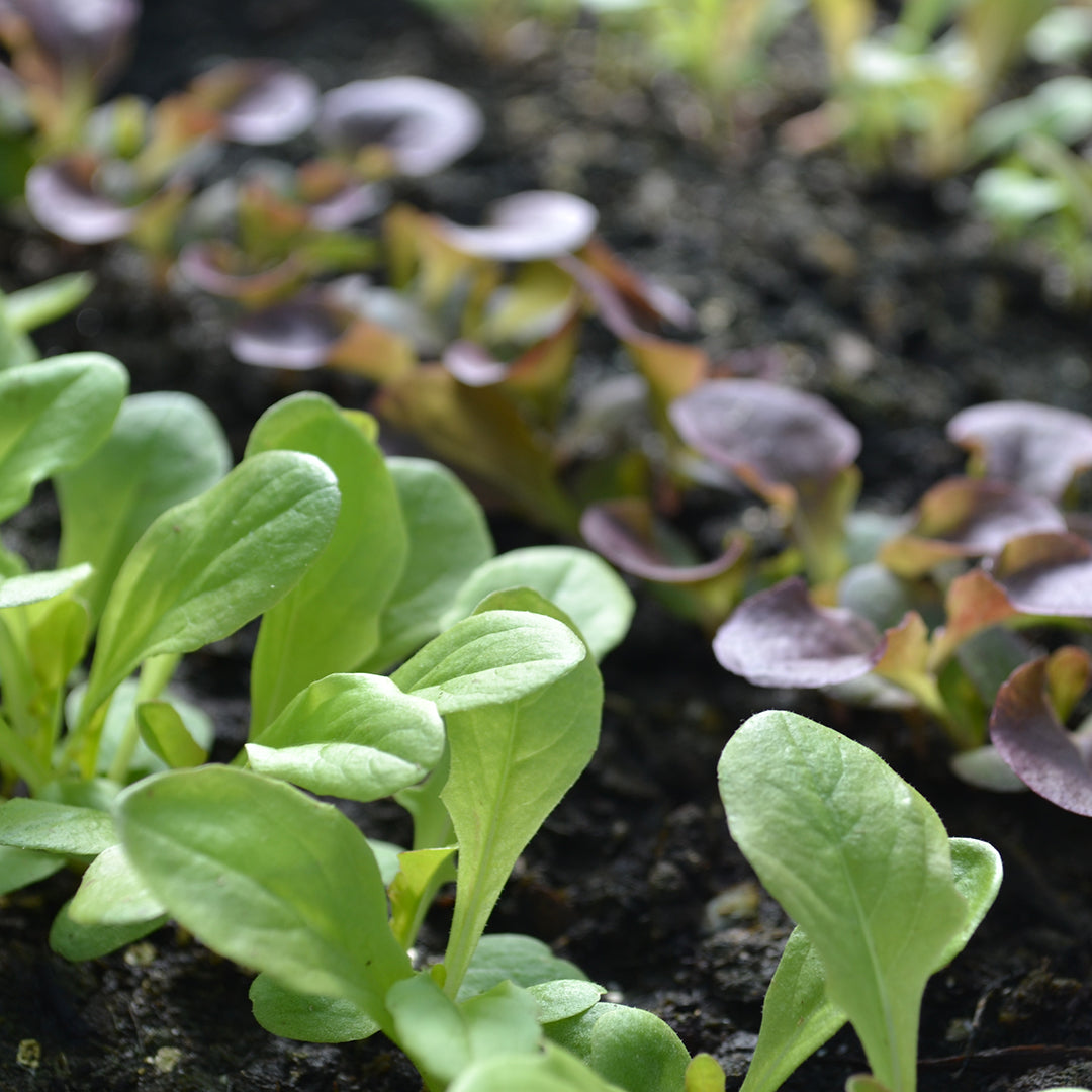 Organic Seed Tape