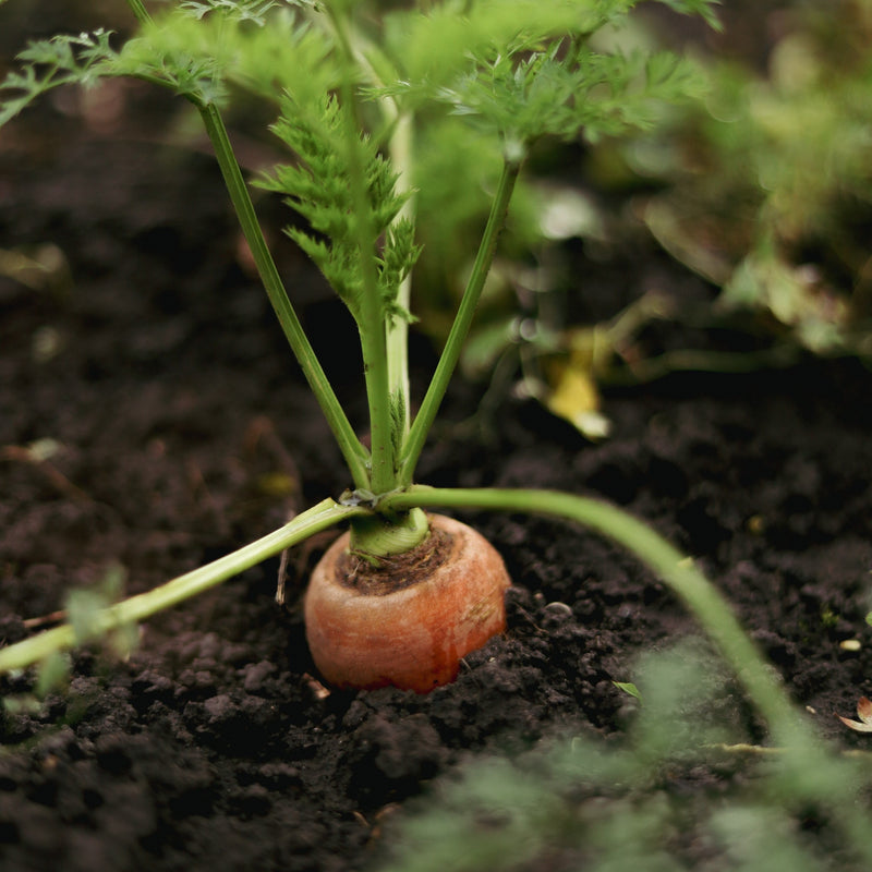 Orgainc Vegetables