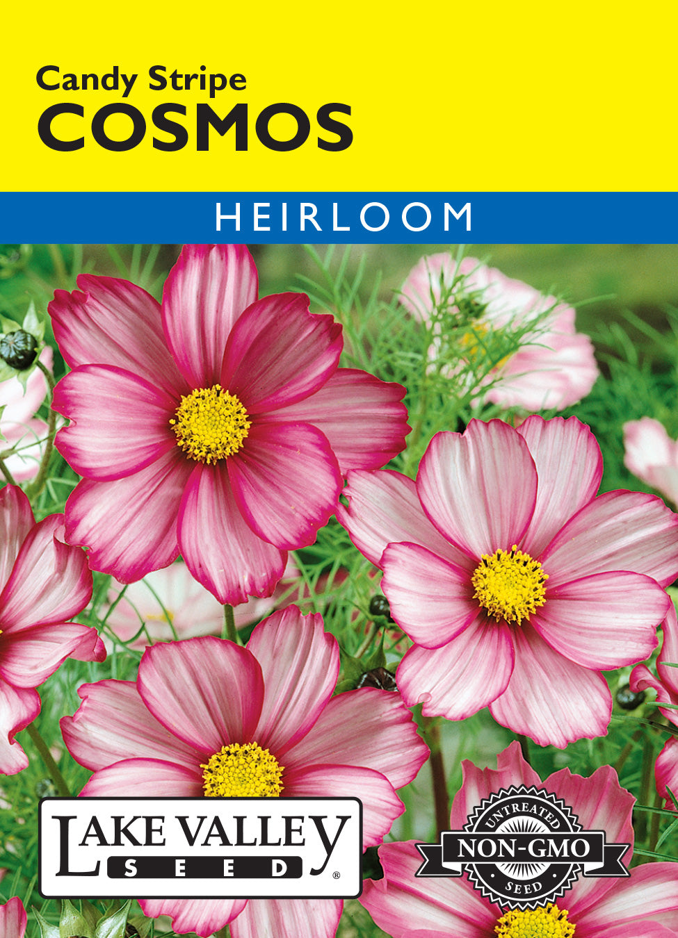Cosmos Candy Stripe - Item #109
