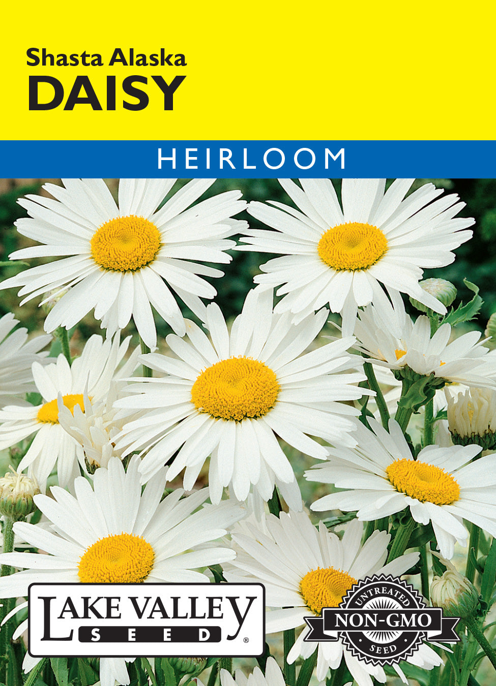 Daisy Shasta Alaska - Item #129