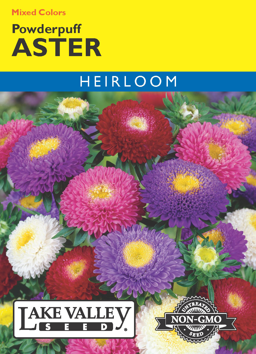 Aster Powderpuff Mixed Colors - Item #13
