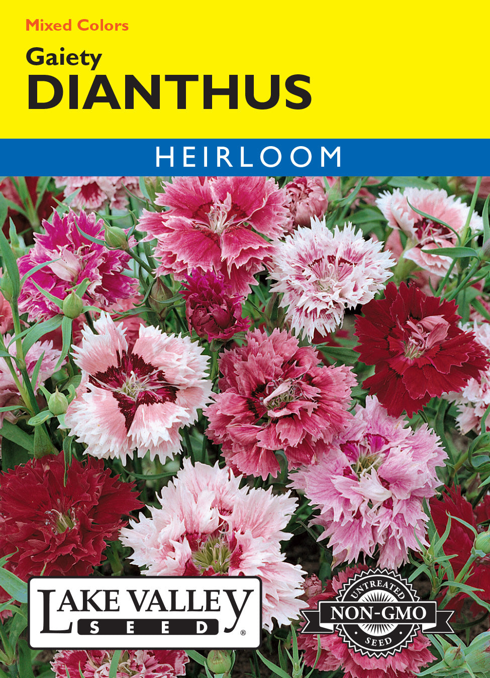 Dianthus Gaiety Mixed Colors - Item #131