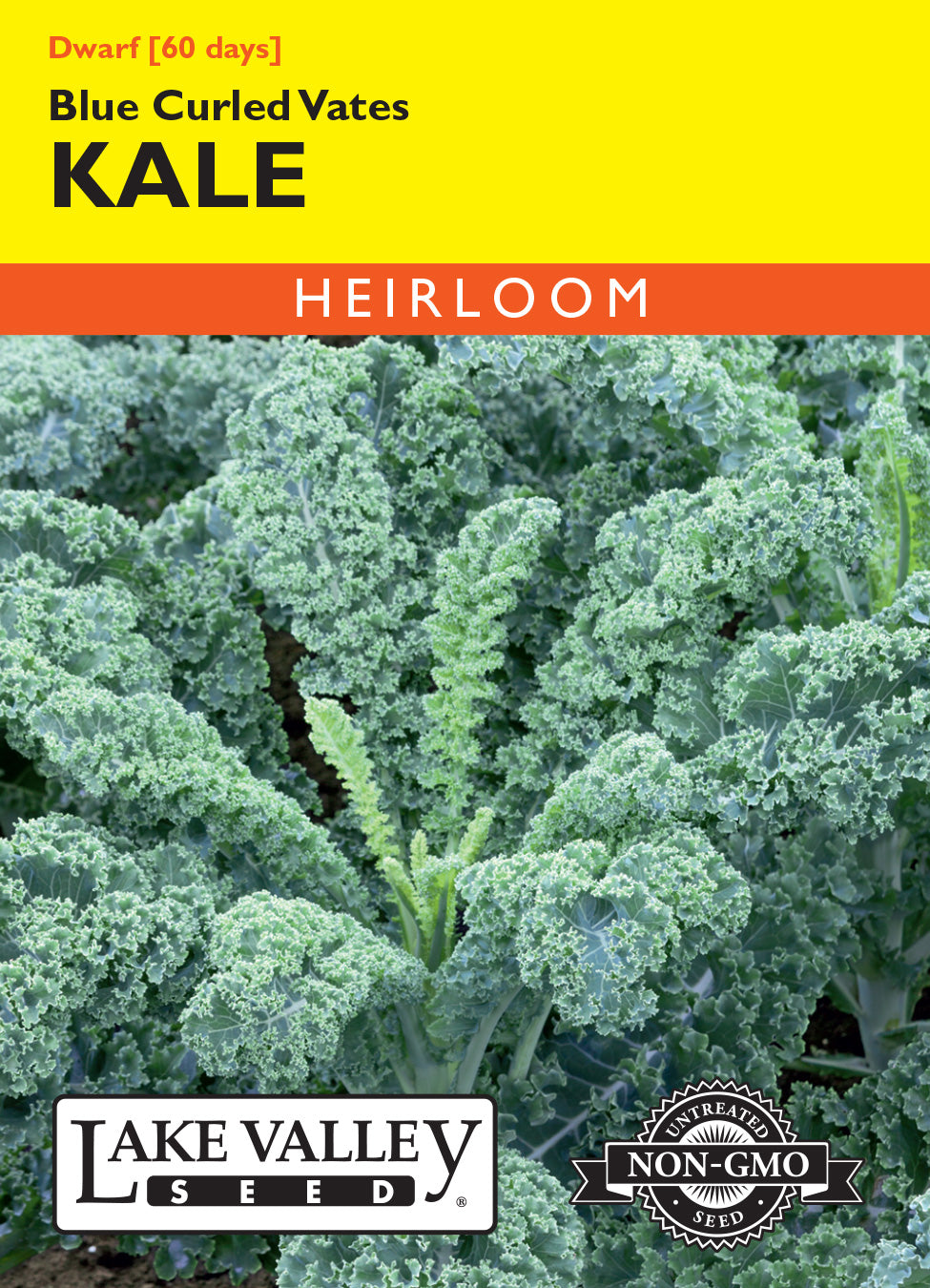 Kale Dwarf Blue Curled Vates - Item #162
