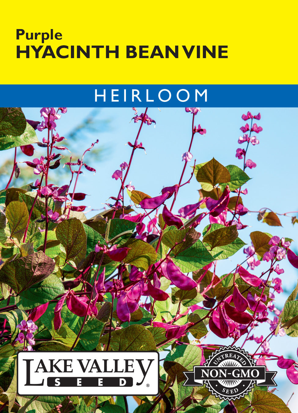 Hyacinth Bean Vine - Item #1675