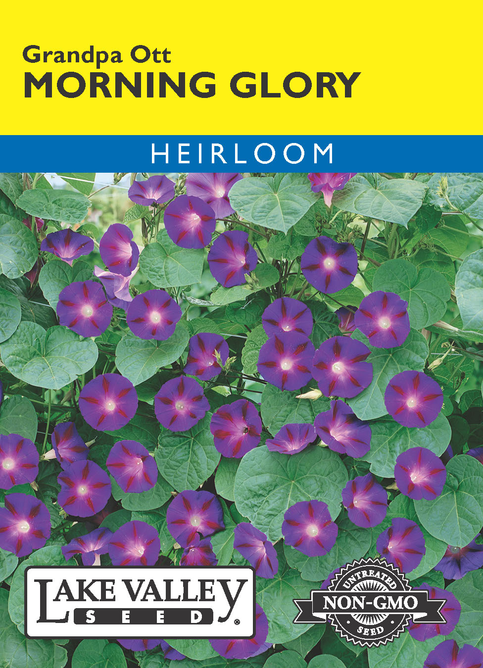 Morning Glory Grandpa Ott - Item #1893