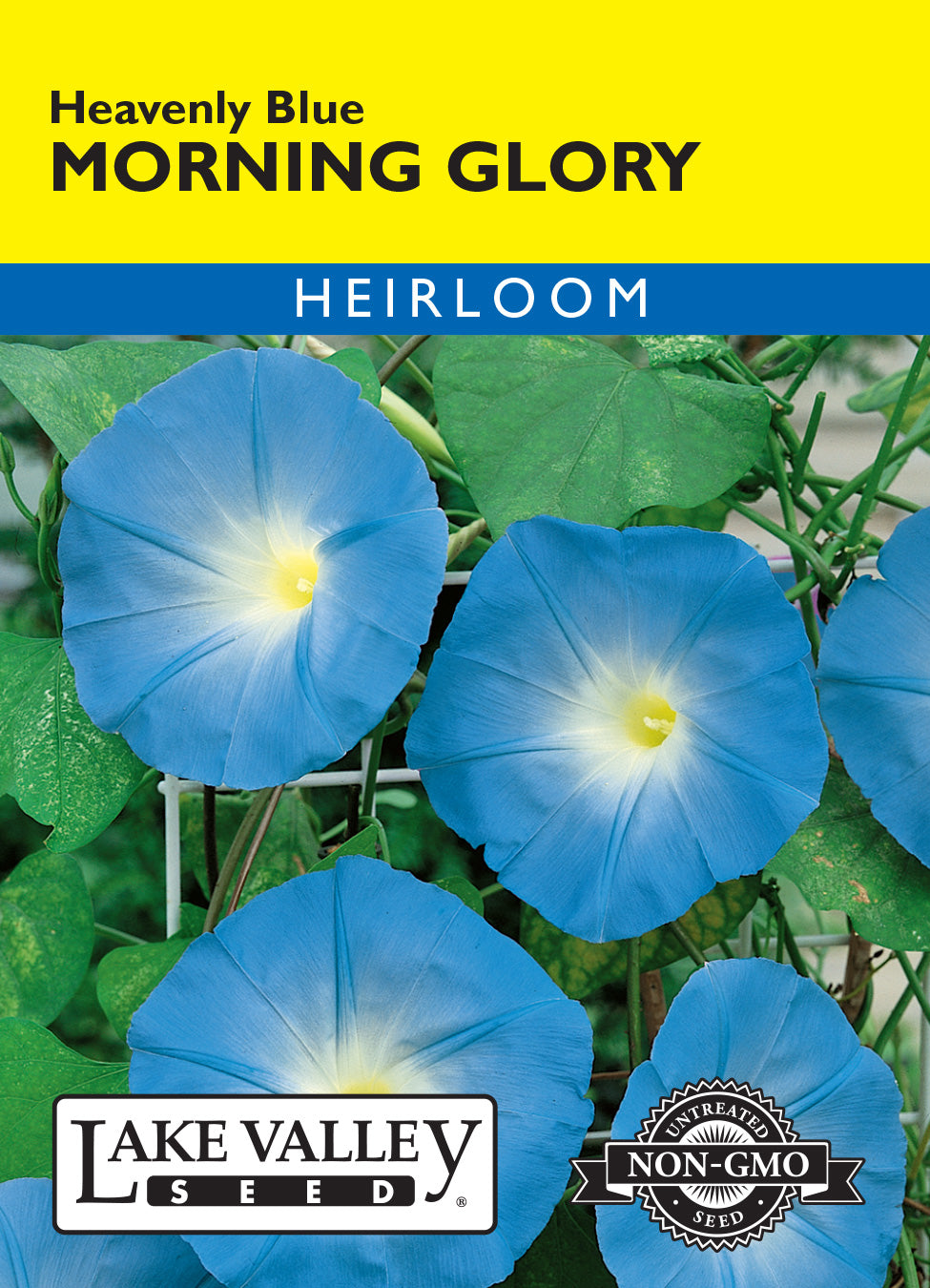 Morning Glory Heavenly Blue - Item #197