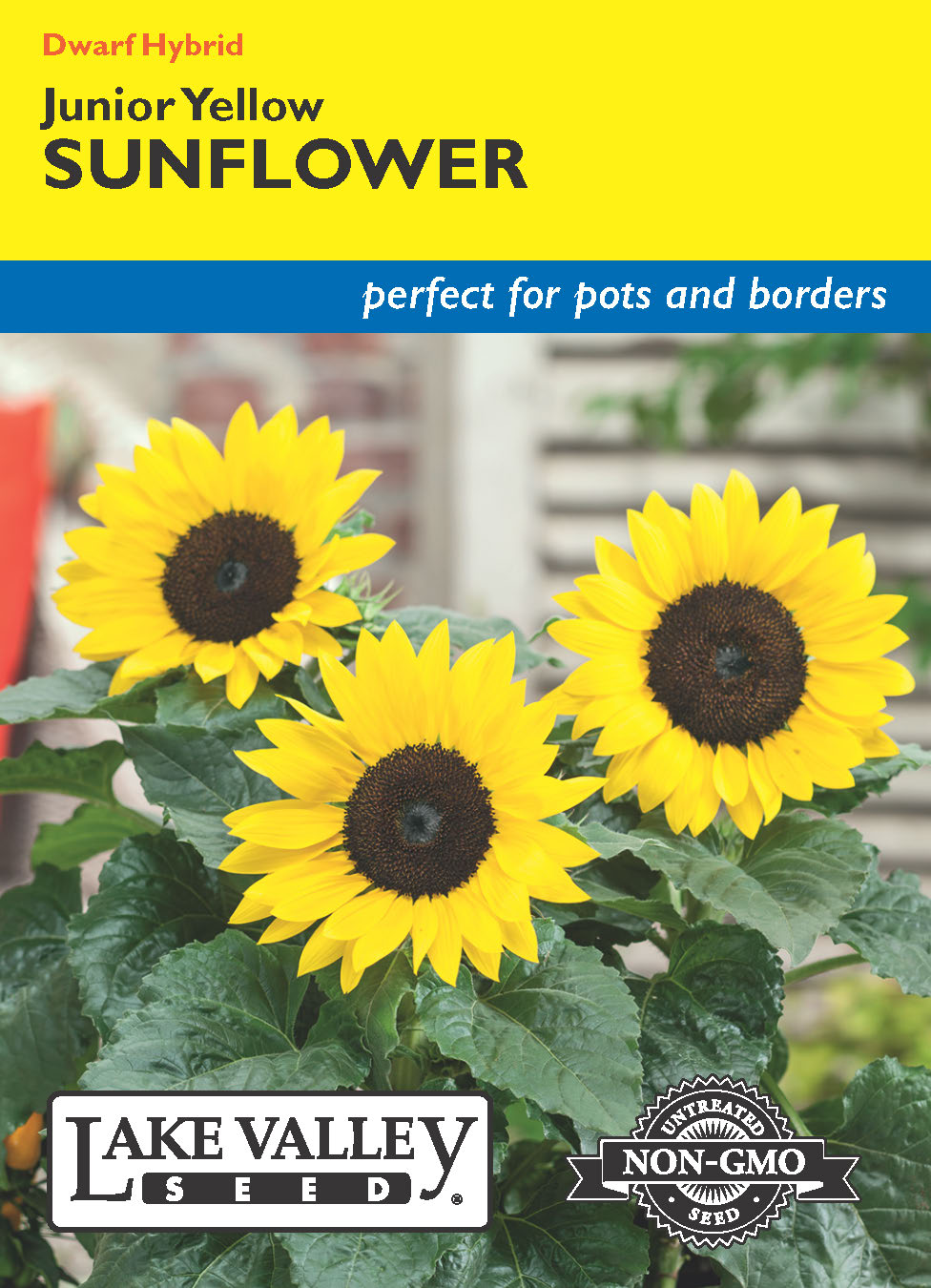 Sunflower Junior Yellow Hybrid (Pollenless) - Item #1980