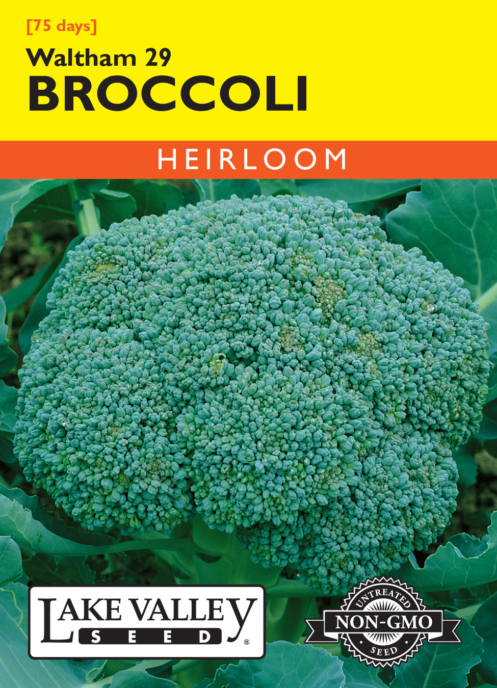 Broccoli Waltham 29 - Item #1986