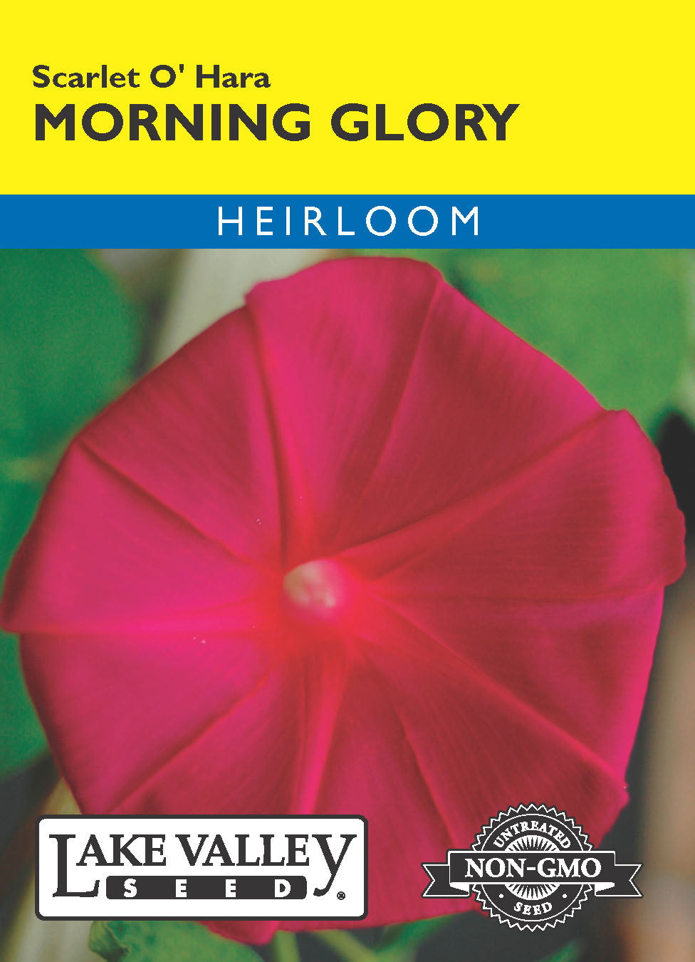 Morning Glory Scarlet O'Hara - Item #199