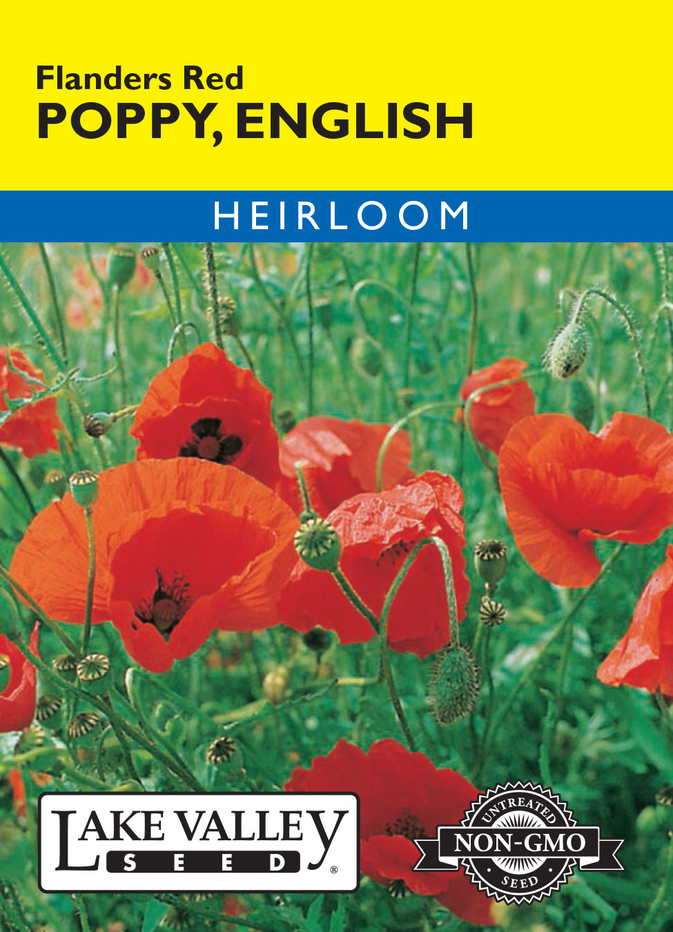 Poppy English Flanders Red - Item #247