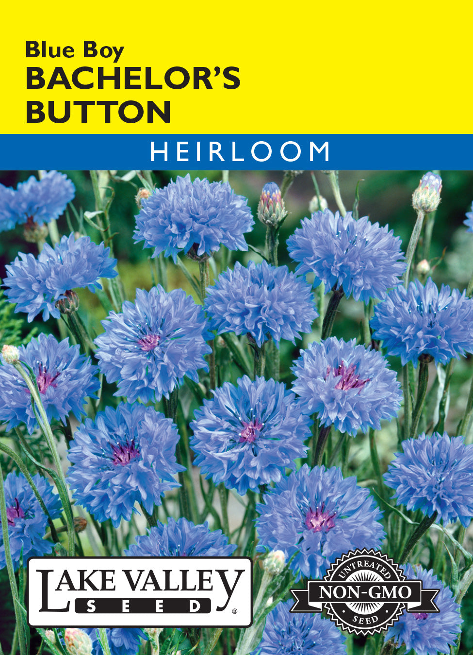 Bachelor's Button Blue Boy - Item #26