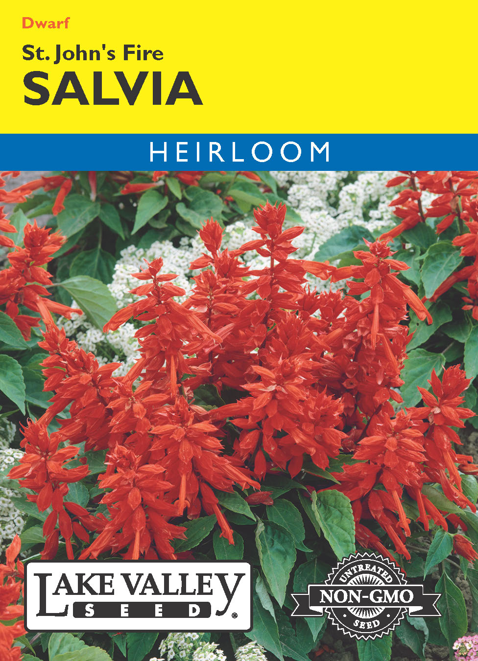 Salvia St. John's Fire - Item #269