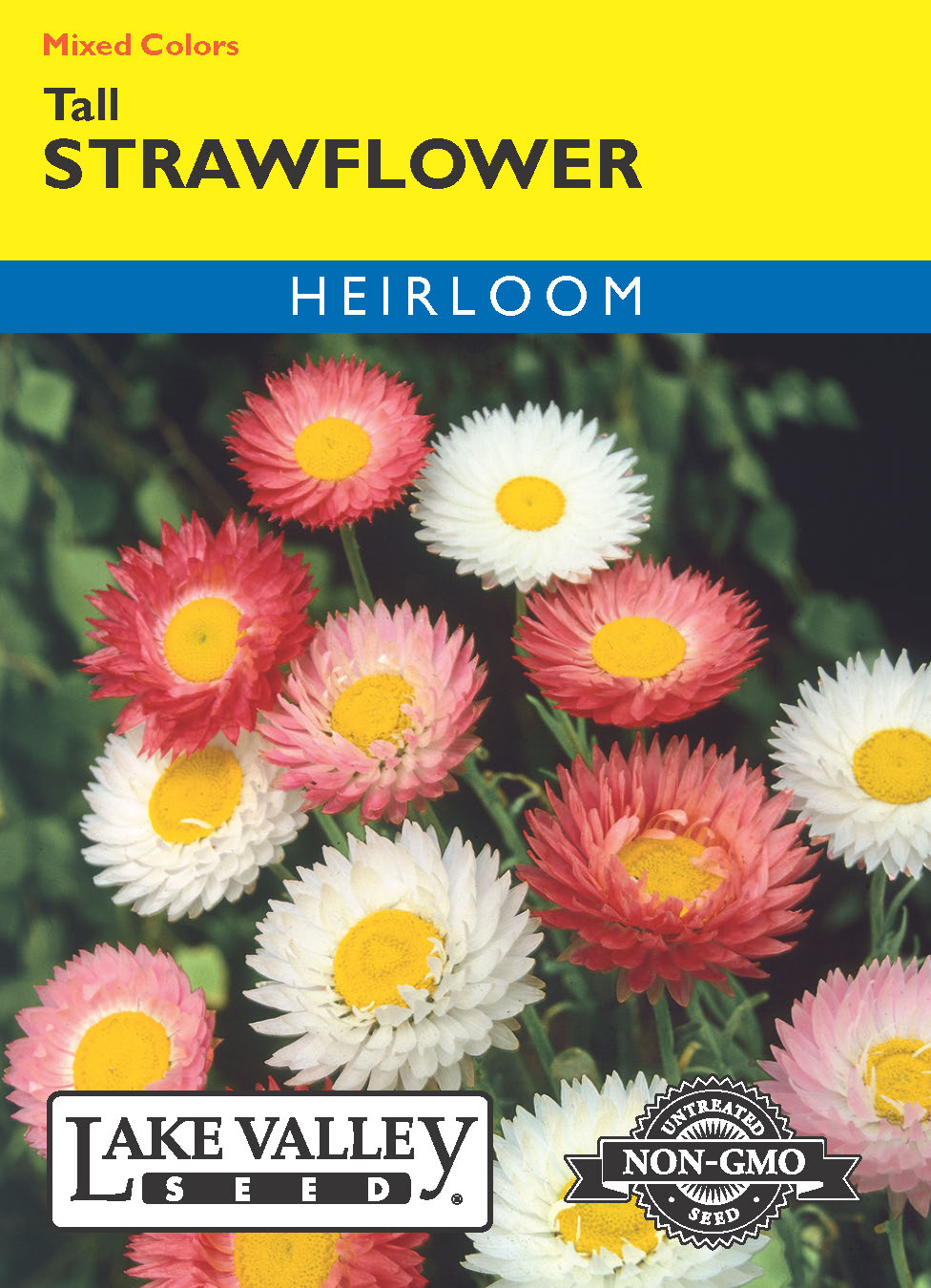 Strawflower Tall Mixed Colors - Item #289