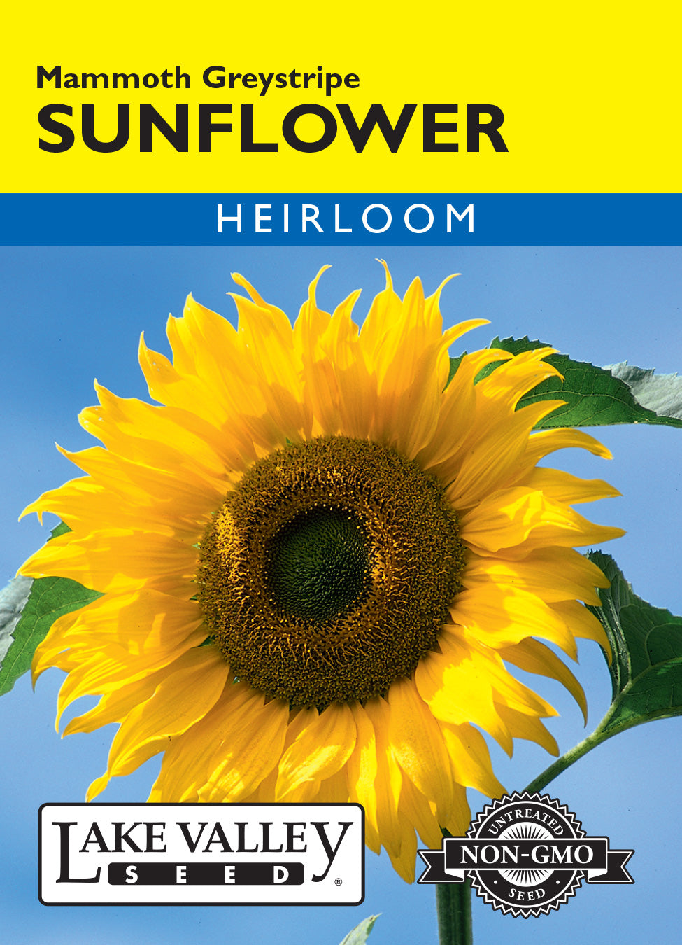 Sunflower Mammoth Greystripe - Item #290