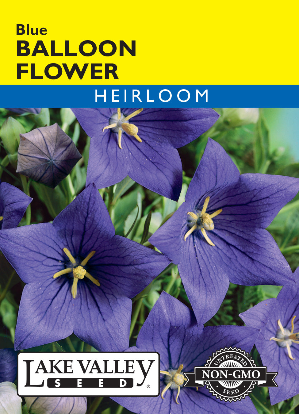 Balloon Flower Blue - Item #3458