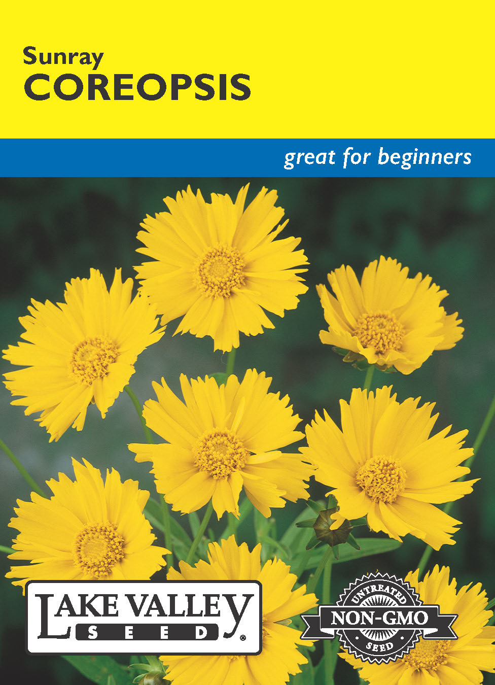 Coreopsis Sunray - Item #3916