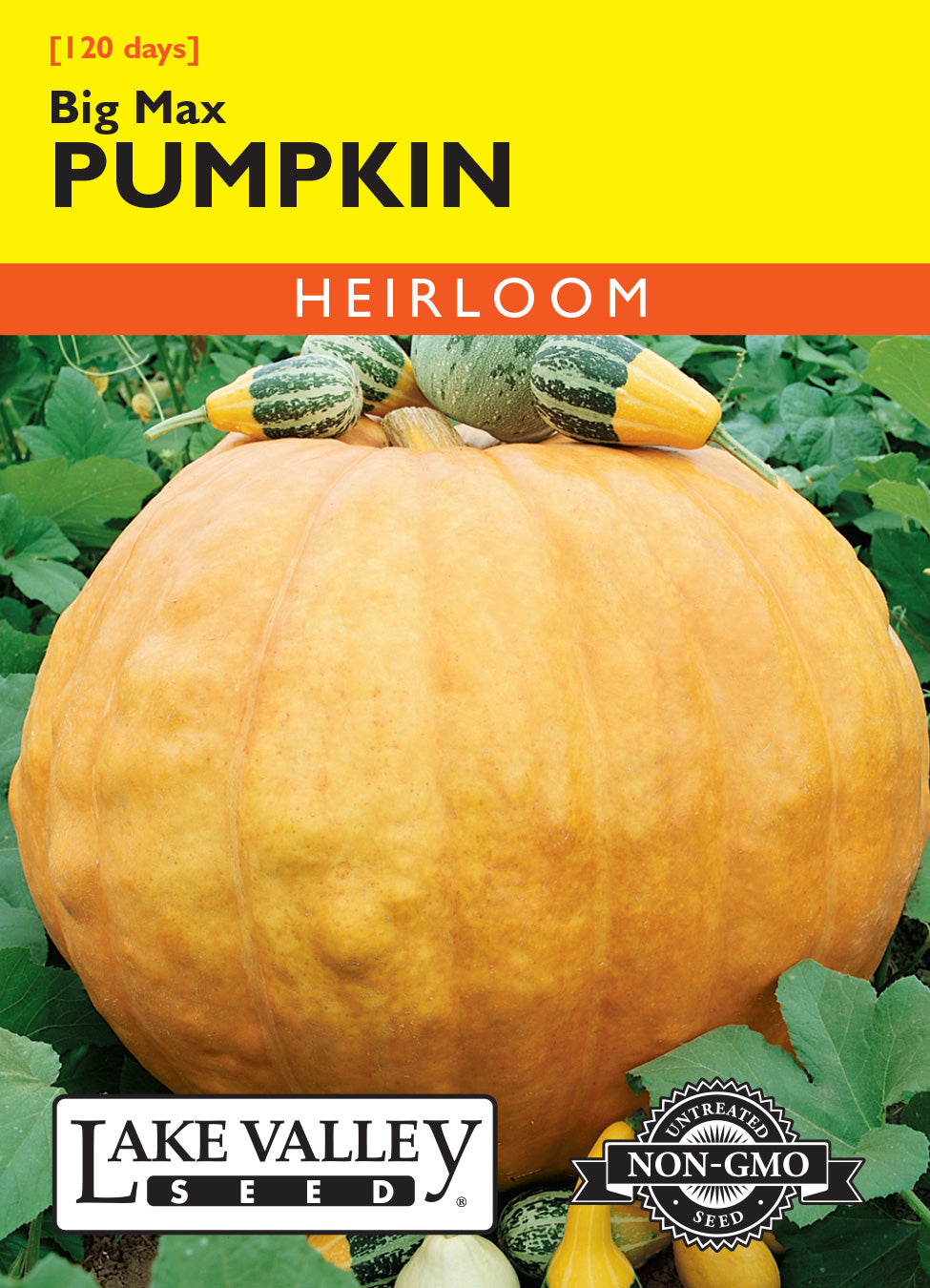 Pumpkin Big Max - Item #3925