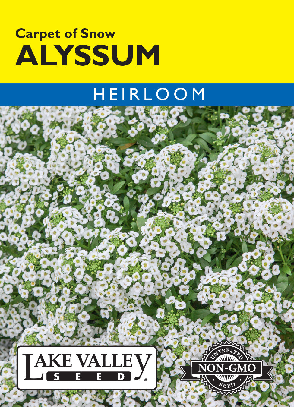 Alyssum Carpet of Snow - Item #4