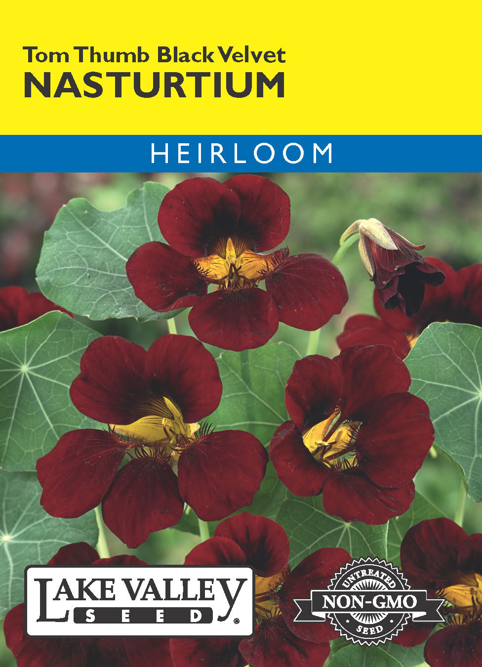 Nasturtium Tom Thumb Black Velvet - Item #4147