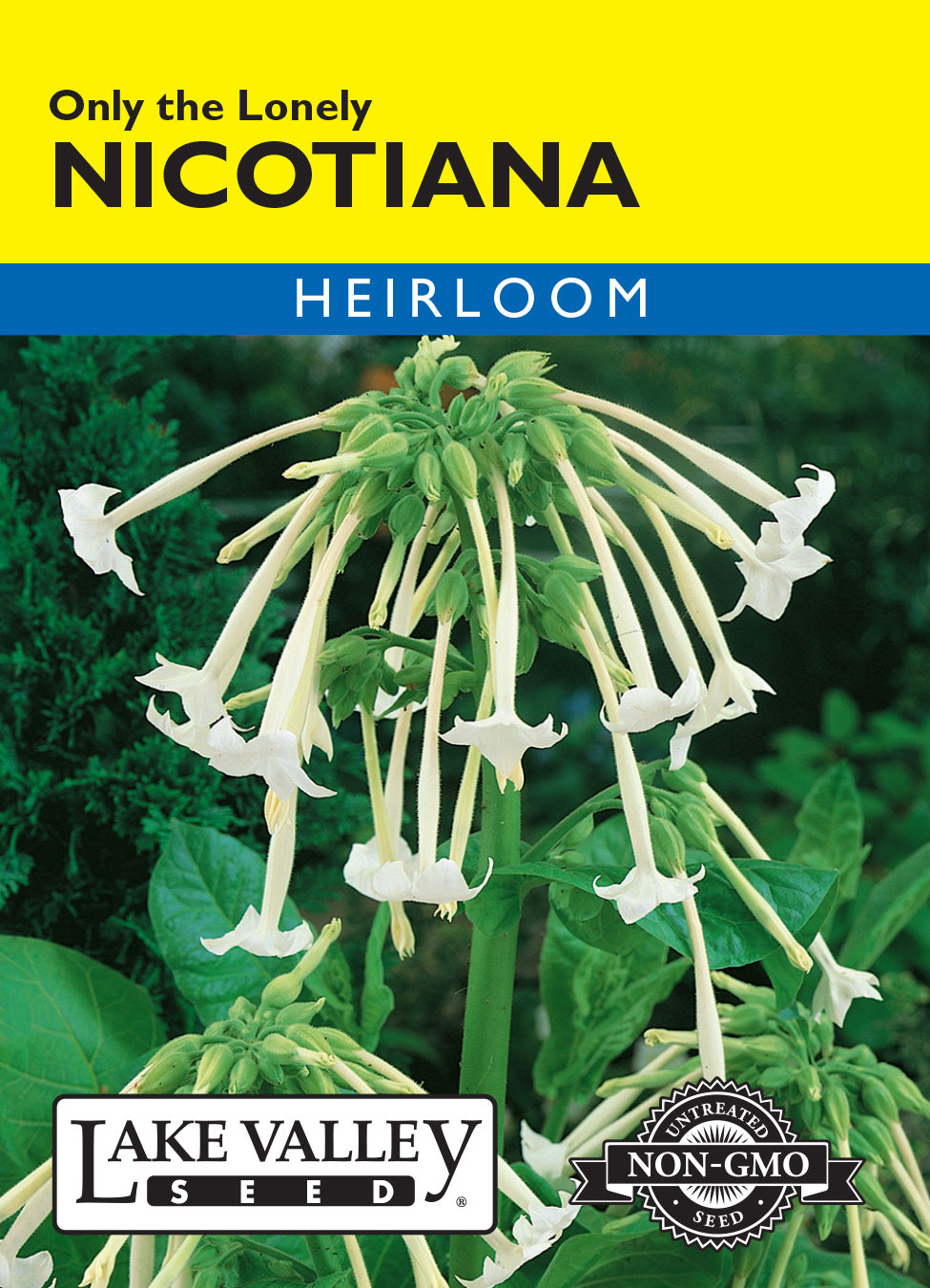 Nicotiana Only The Lonely - Item #4148